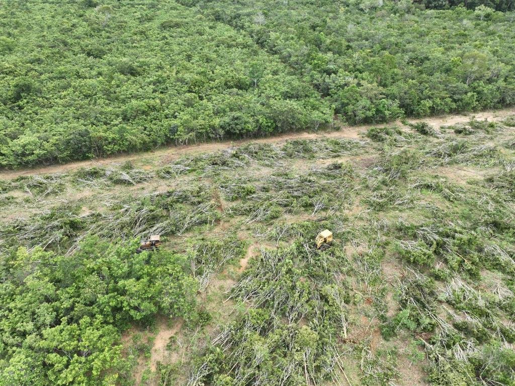 Fazendeiro de Mato Grosso faz acordo para reparar danos ambientais em área de reserva